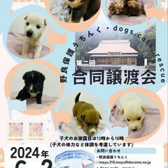 6月2日道の駅どなりにて譲渡会開催