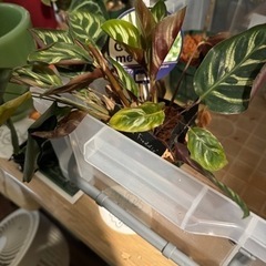 観葉植物　カラテアフレディ、カラテアマコヤナセット　ポットつき