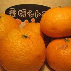 夏みかん有機無農薬8ｋｇ