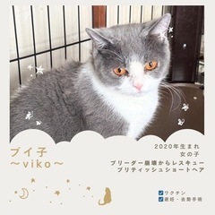ブリティッシュショートヘア女の子