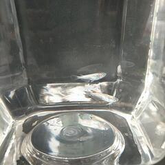 ダルマ多めです！の画像