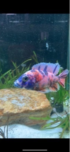 アフリカンシクリッド  依頼出品　4匹