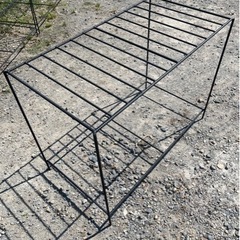 アガベの成育台の画像