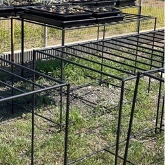 アガベの成育台の画像