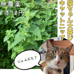 【一時終了】無農薬のキャットニップ1本10円でお譲りします。販売...