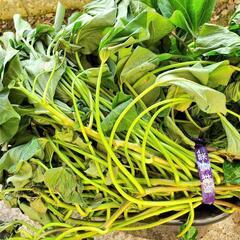 本日限定🍠さつま芋の苗10本②