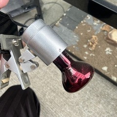 保温器具電球付き