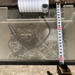 譲渡先が決まりました。小さな水槽の画像