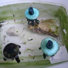メダカ卵から針子、稚魚の画像