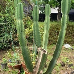 ガーデニング　柱サボテン 