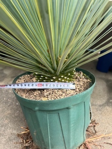 Yuccaロストラータ　
ガーデニング