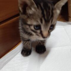 １ヶ月の子猫 - 市原市