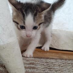 生後1ヶ月の子猫