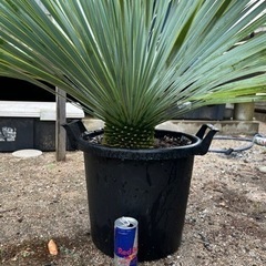 取引中　
Yuccaロストラータ　生活雑貨 家庭用品 ガーデニングの画像