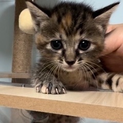 オレンジ色がアクセント可愛い麦わら猫