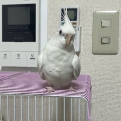 大阪堺市で白色オカメインコを探しています。