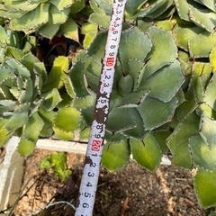 アガベ 15cmぐらいのサイズ