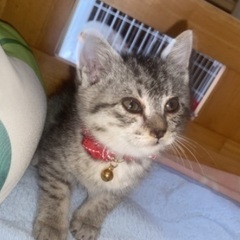 保護した子猫の里親さんを探しています