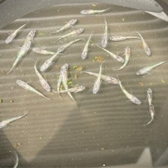白ぶちサファイアメダカ　20匹の画像