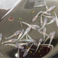 白ぶちサファイアメダカ　20匹の画像