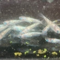 白ぶちサファイアメダカ　20匹の画像