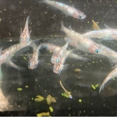 白ぶちサファイアメダカ　20匹の画像