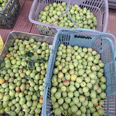 大好評　南高梅　傷　汚れ等あり