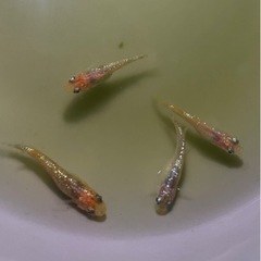 【値下げしました⭐︎】メダカ（アイスブレイク）　の画像