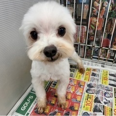 マルチーズの小さな男の子再募集