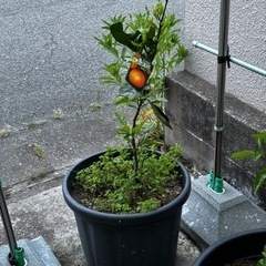 みかんの苗