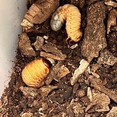 カブトムシ幼虫　の画像