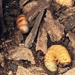 交換希望です　カブトムシ幼虫の画像