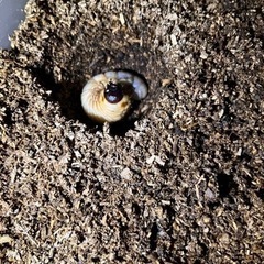 交換希望です　カブトムシ幼虫