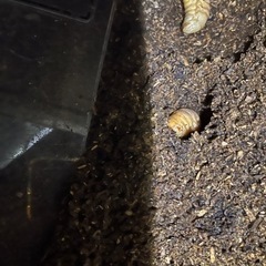 交換希望です　カブトムシ幼虫の画像