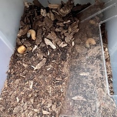 交換希望です　カブトムシ幼虫の画像