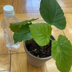 観葉植物　フィカスウンベラータ14の画像