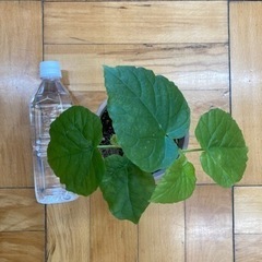 観葉植物　フィカスウンベラータ14の画像