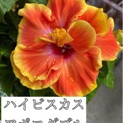 ハイビスカスアポロダブル【挿し木】①