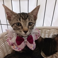 とにかく性格がいいキジ猫しずちゃん