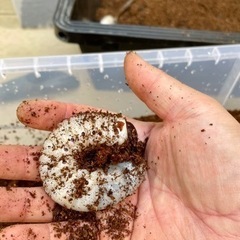 ヘラクレスオオカブト幼虫の画像