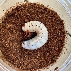 ヘラクレスオオカブト幼虫の画像