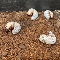 ヘラクレスオオカブト幼虫