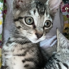 フレンドリーで甘えん坊のきじねこエイズ陰転