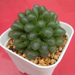 多肉植物　ハオルチア・オブツーサ　他