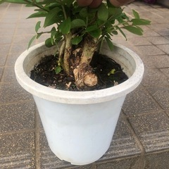 サルスベリの画像