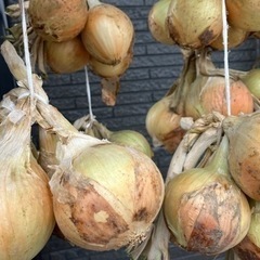 無農薬、新玉ねぎ