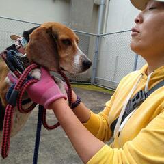 【収容中】遺棄ビーグルマシューくんのファミリー募集（終生室内飼育条件）