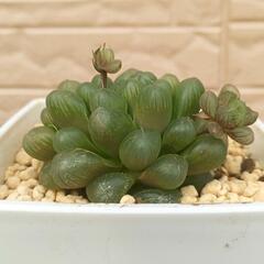 多肉植物　ハオルチア　オブツーサ