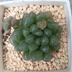 多肉植物　ハオルチア　オブツーサの画像