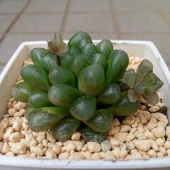 多肉植物　ハオルチア　オブツーサの画像